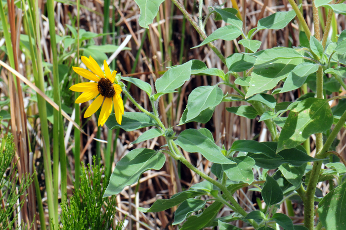 Common Sunflower may grow to reach a height of 8 feet (244 cm) or more! Plants are found throughout most of North America and Mexico; they have been introduced nearly worldwide. Helianthus annuus